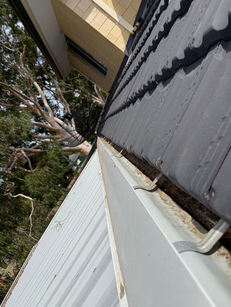 Metal gutter along building roofline with eucalyptus tree and landscaping visible below