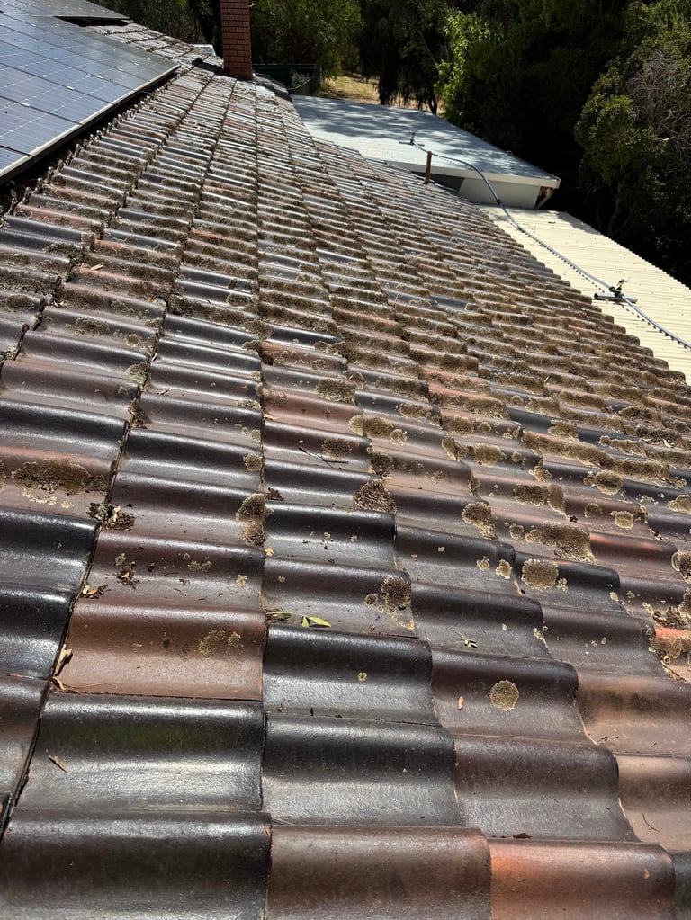 Aerial view of a residential roof with curved clay tiles showing weathering and moss growth, with trees and another roof section visible in background
